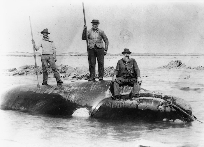 Tom Jackson, Tom Norton and Jim Norton with a whale at Kaikōura, circa 1910